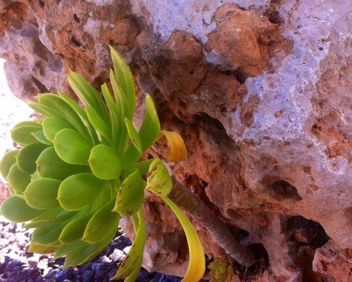 Vacaciones La Marina Costa Blanca Villa Eksteriør bilde